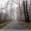 5 minutes en forêt de Fontainebleau