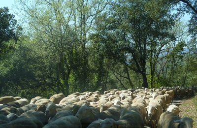 Transhumance