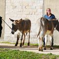 JOURNEES NATIONALES DE L'ANE DE PROVENCE A UZES