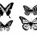 des papillons