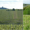 Dans les vignes champenoises