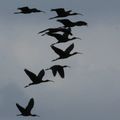 Vol d'ibis falcinelles sur les étangs du Bagnas à Marseillan