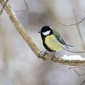 Mésange Bleue (Cyanistes caeruleus) et Charbonnière (Parus major)