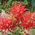 Grevillea Brazil