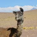 Sur la route des salars chiliens