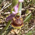 Ophrys fausse-bécasse