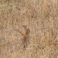 Lapin de garenne