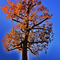 L'Automne en Cévennes