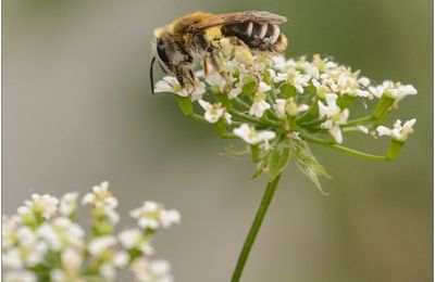 Un essai macro!