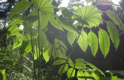 Un jardin jungle