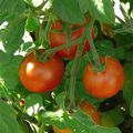 Comment semer ses graines de tomates ?