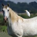 Petite Camargue gardoise (2)