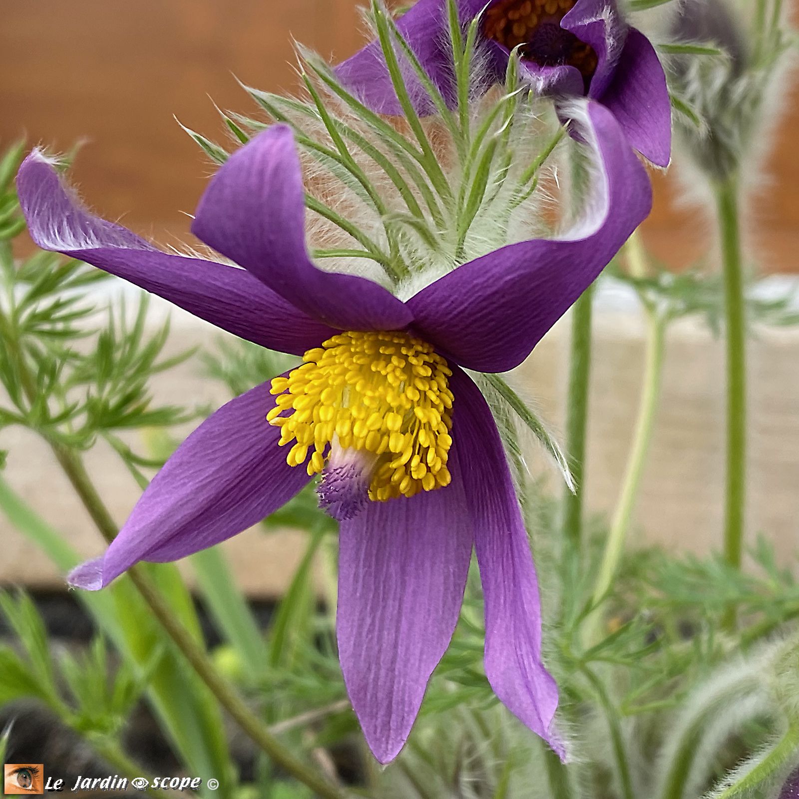 Anémone pulsatille • Pulsatilla vulgaris