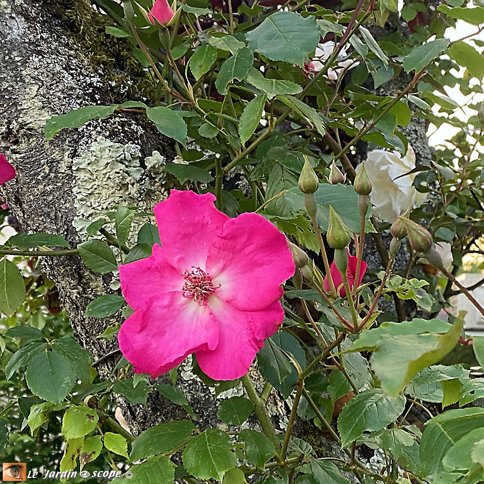 Rosa Roville