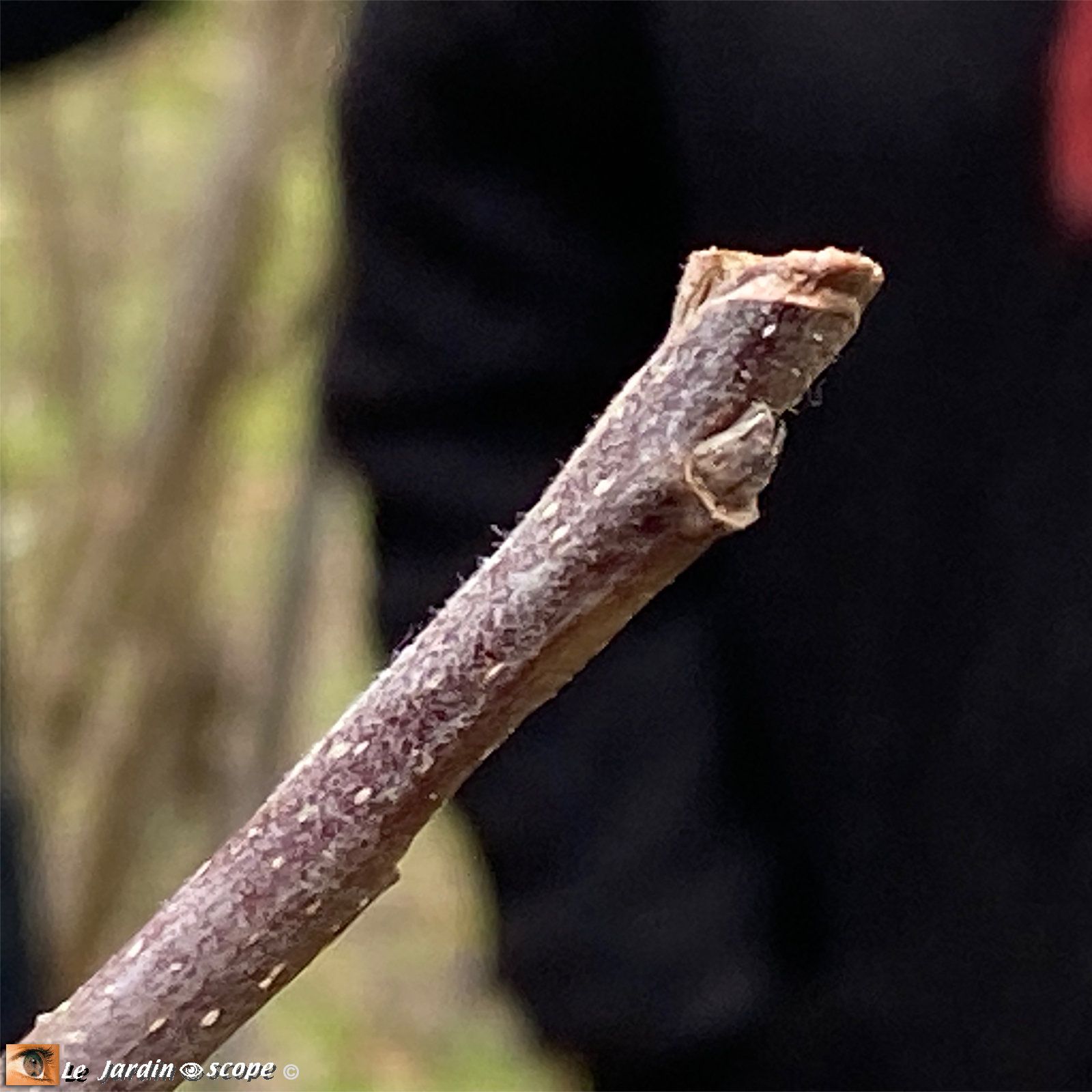 Bourgeon à bois