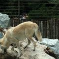 Parc zoologique et botanique de Mulhouse : loups et tortues