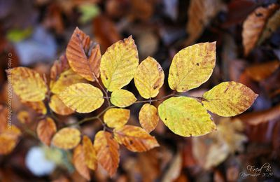 Couleurs d'automne * Autumn colors #3