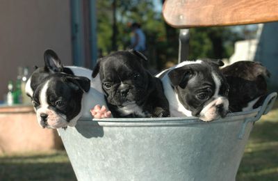 portée bouledogue à réserver