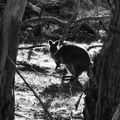 Oui, les kangourous existent bien en Australie