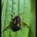 Abeille-guèpe..Abia Sericea