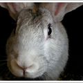 Portraits de lapins