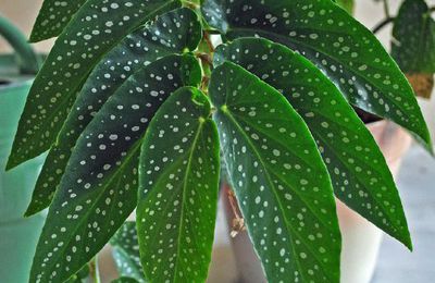 Le Bégonia maculata, une plante facile à multiplier…