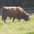 Le bison comtois