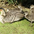 Bernache néné (Branta sandvicensis)