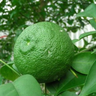 Le calendrier de Noël 14 : un plant de yuzu pour Noël ou de la poudre de yuzu pour donner du goût à vos plats