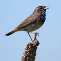 Quelques oiseaux de la baie de l'aiguillon