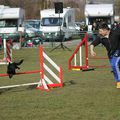 Photos du concours d'agility de wissembourg