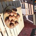 Muffins au lait d'amandes