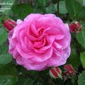 Orléans et ses roses : ‘Marguerite Rose’, obtenue en 1904 par Altin Robichon annonce la floraison de la Roseraie Jean Dupont... 