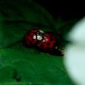 Coccinelles