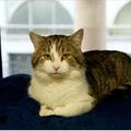 Insolite - Le chat du 10 Downing Street vient d’un refuge