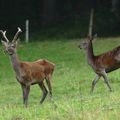 Jeune cerf et biche de cet fin d'après midi