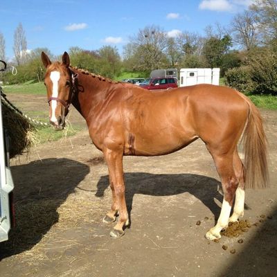 Entrainement en CSO et dressage..