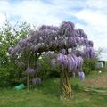 Notre glycine en toute sa splendeur