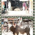 Etre une vache en Inde...