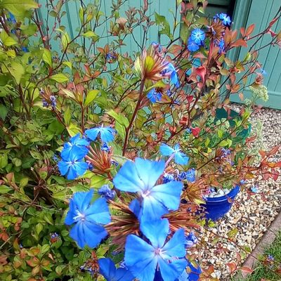 Bleu, blanc, rose..