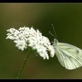 Papillons du matin