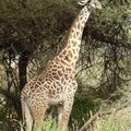Girafes 3 - Afrique de l'Est