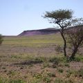 La biodiversité dans la Wilaya de Bechar. 