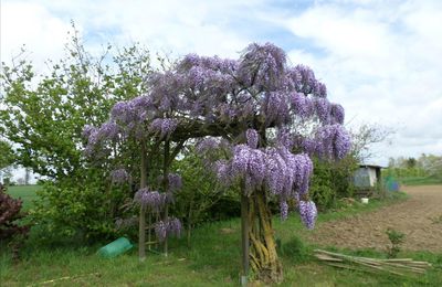 Notre glycine en toute sa splendeur