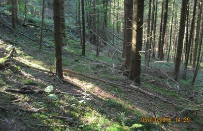 le geai signale ma présence en forêt...il ne fait pas chaud..mes yeux scrutent le sous-bois et.. !! 