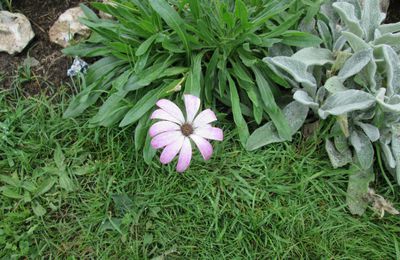 semis, graines et compagnie :  Osteospermum