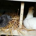 Quels sont vos animaux préférés ? Poules soie, lionceaux nés cette nuit ou la paire de homard ?