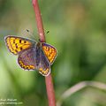 Attention aux faux frères : un nouveau papillon dans ma collection !