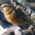 Becs croisés en forêt d'Aïtone