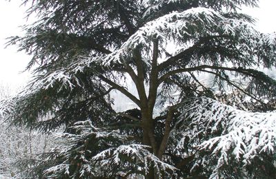 Blanc manteau autour de chez nous